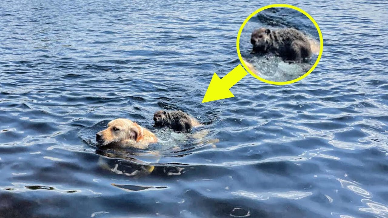 Dog Enjoys a Swim When Suddenly, Something Unexpected Leaps Onto Him! You Won't Believe What Happened