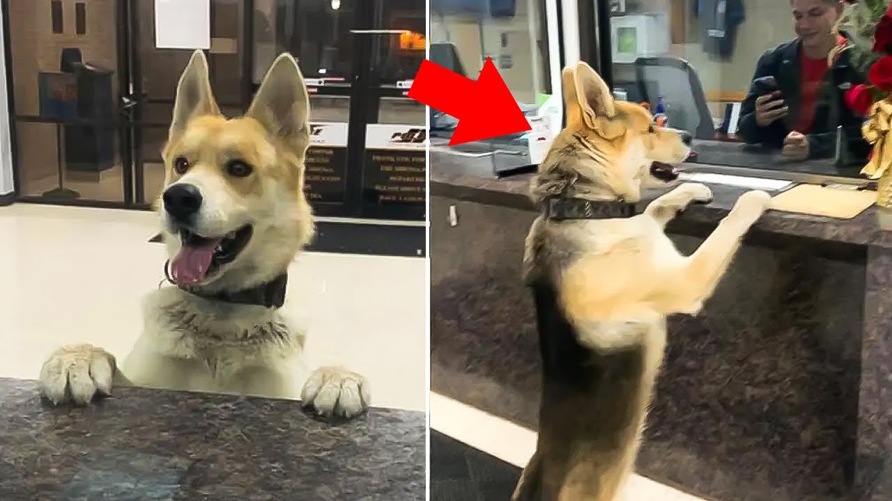 Dog Shows Up at Police Station Daily, Detective Launches Investigation